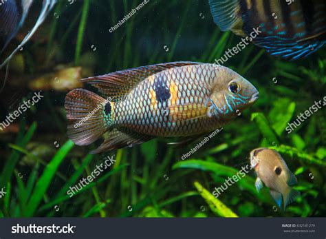 Yellow Acara Fish Aequidens Metae Stock Photo By 263607288, 56% OFF