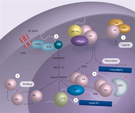 Progesterone and Breast Cancer - Carol A Lange, Douglas Yee, 2008