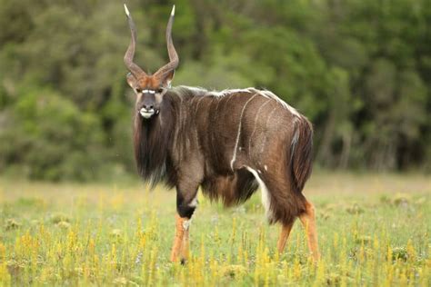 16 Incredible Facts About Nyala, The Legendary African Antelope