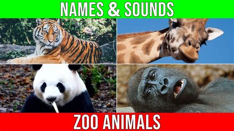 Zoo Animals Name & Zoo Animals Sounds to Learn for Kindergarten@kidsdoyouknow🐒🦊🦝🐈🦁🐯🐅🐆🐎🦓 - YouTube