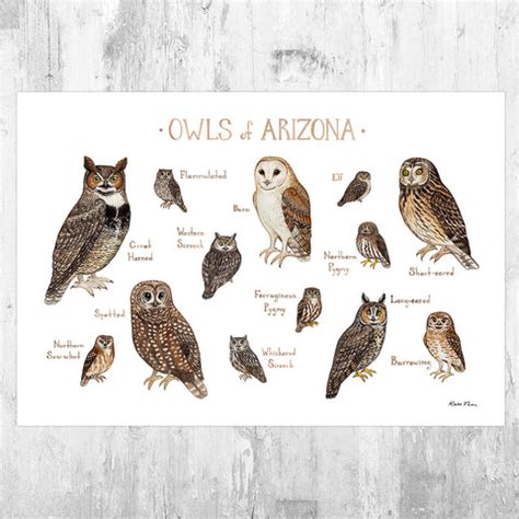 Pennsylvania Owls Field Guide Art Print – Kate Dolamore Art