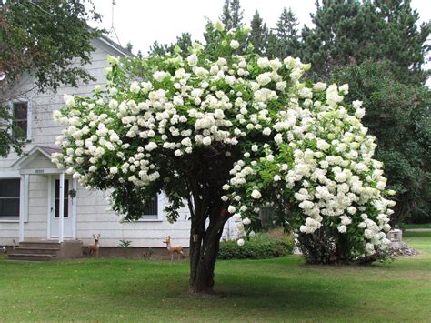 WHITE+BUSH.Viburnum Tree | Peyzaj, Çiçek