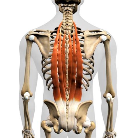 Multifidus And Erector Spinae Muscles