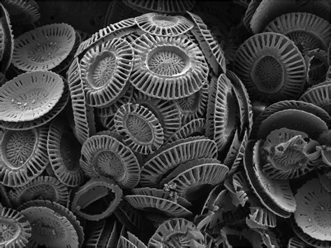 Images | EMF Images Electron Microscope Images, Alien Life Forms, Math ...