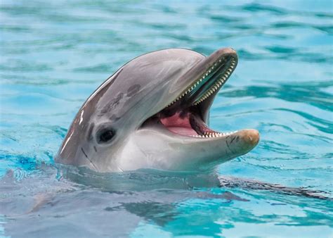 Florida State Saltwater Mammal - Porpoise Dolphin Images, Dolphin Photos, Dolphin Art, Animals ...