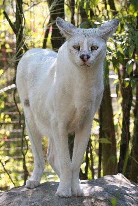 ஜ۩۞۩ஜ Azulestrellla ஜ۩۞۩ஜ: Unusual species an albino Serval, or mutation.