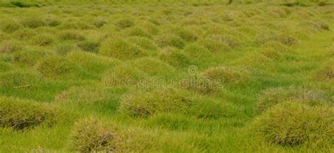 Grass tubers stock photo. Image of diagonal, green, landscape - 26791304