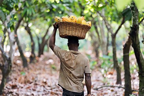 Cocoa | Rainforest Alliance