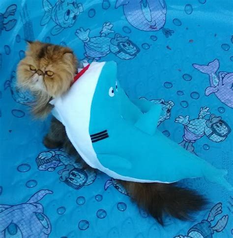 Shark Halloween Dog Costume by Rubies | BaxterBoo