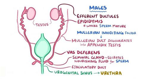 Female Development Anatomy