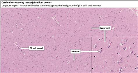 Cerebral Cortex Histology Labeled