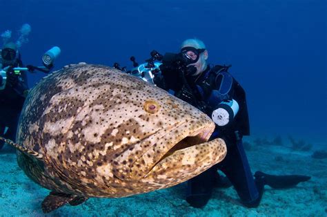 "Goliath" GROUPER with underwater photography diver. | STRANGE OF THE DEEP | Pinterest | Ocean ...