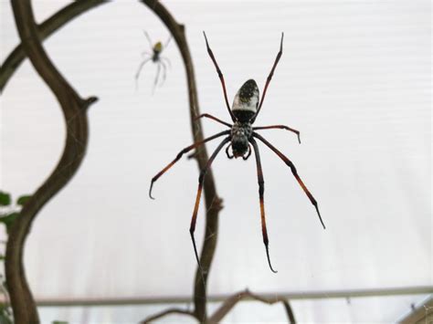 Bird catcher spiders at the London Zoo (open/walk through exhibit ...