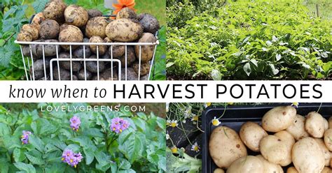 How to Know When to Harvest Potatoes • Lovely Greens