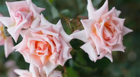 17 Miniature Rose Varieties for Compact Garden Spaces