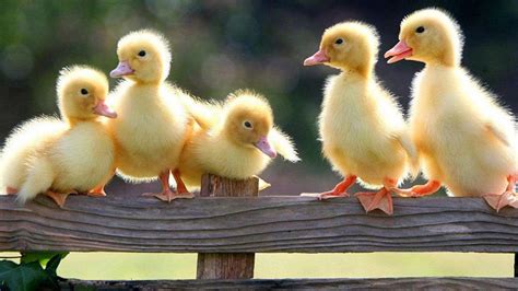 Baby Ducklings Wallpapers - Wallpaper Cave