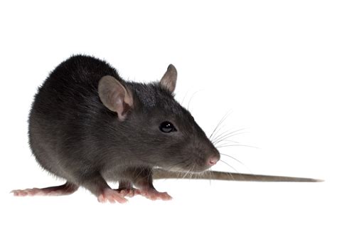 Rat Download PNG Image