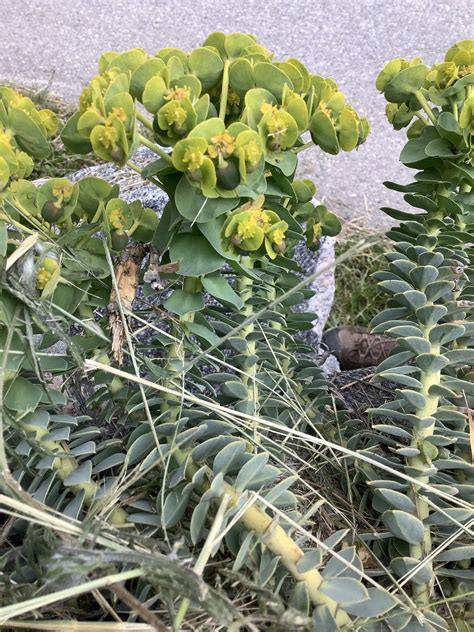 Myrtle spurge - CKISS - Central Kootenay Invasive Species Society