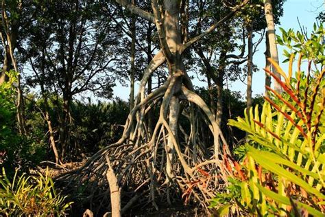 Mangrove Roots Stock Photos, Images and Backgrounds for Free Download