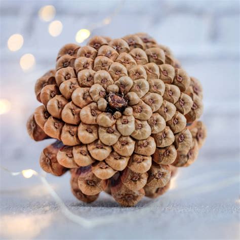 Fibonacci Pinecone Stock Photos, Pictures & Royalty-Free Images - iStock