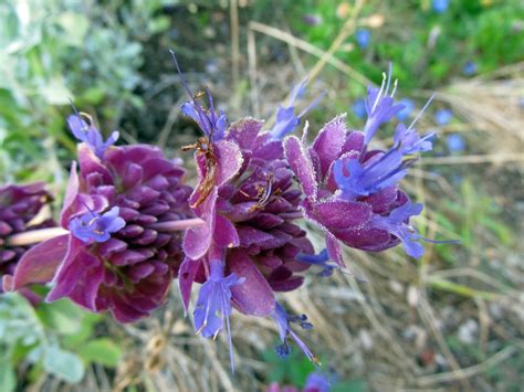 Drought Tolerant Plants: Blue Sage – awkward botany