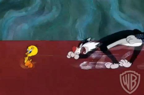 Tweety Pie wins real-life Sylvester fight as bird and cat blasted into ...