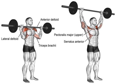 TOP 7 Grundübungen im Krafttraining für Muskelaufbau [+ Trainingsplan] | Shoulder workout ...