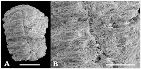 New Finds of Skeletal Fossils in the Terminal Neoproterozoic of the ...