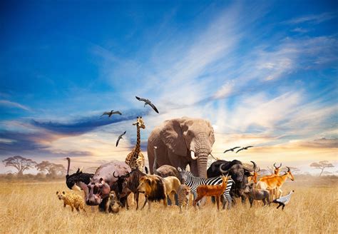 Safari Animals Wallpapers Top Free Safari Animals, 46% OFF