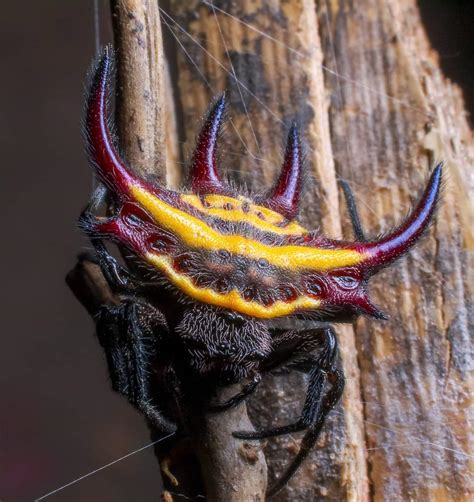 This demon orb weaver spider : r/natureismetal