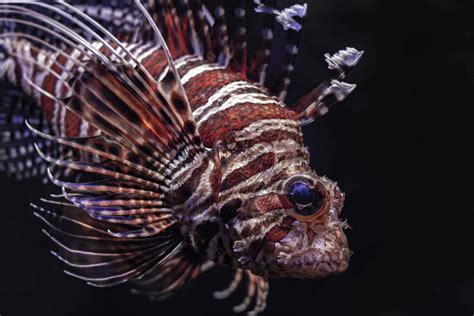 30 Spectacular Lionfish Facts That Will Surely Stun You - Facts.net