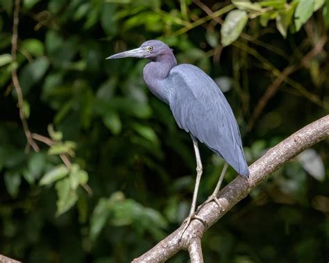 Little Blue Heron - Facts, Diet, Habitat & Pictures on Animalia.bio