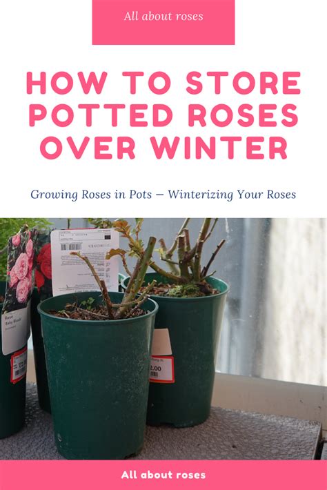 Growing Roses in Pots — Winterizing Your Roses | Rose plant care, Growing roses, Container roses