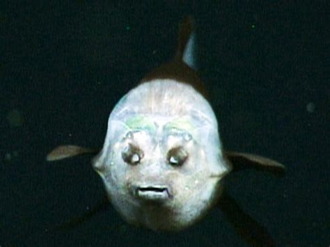 Barreleye Spook Fish