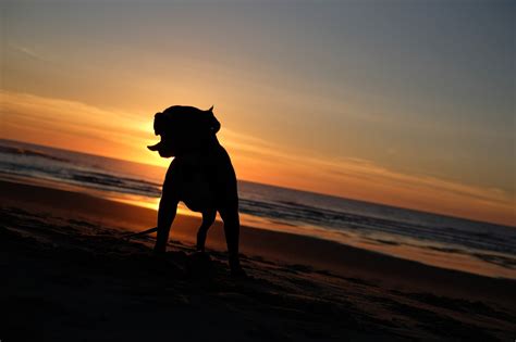 Best Dog Friendly Beaches in California - California Unpublished