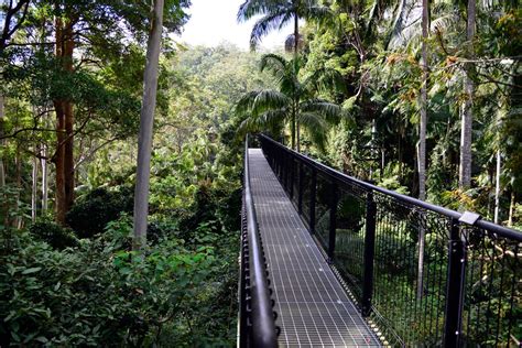 Tamborine Forest Skywalk Mt Tamborine | Must Do Brisbane