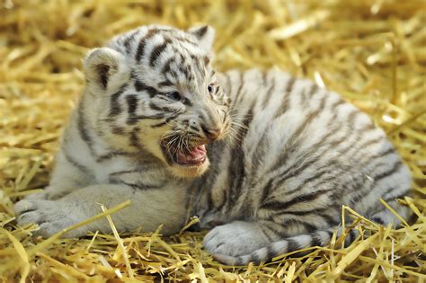 White Tiger Cub Roar by Josef Gelernter / 500px