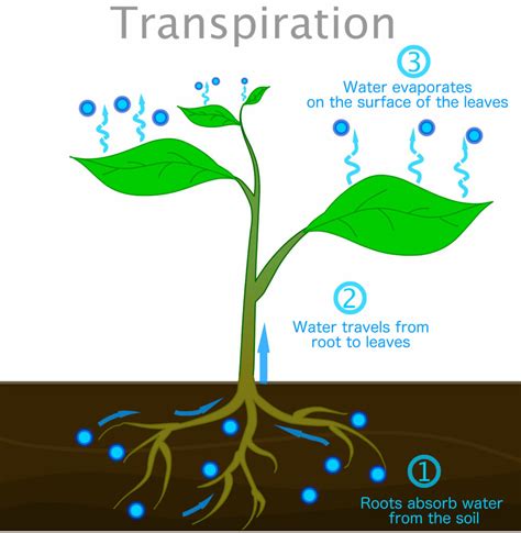 Cuticular Transpiration In Plants