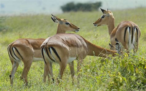 Animals Impala In The Savannah With Grass Nairobi National Park Kenya : Wallpapers13.com