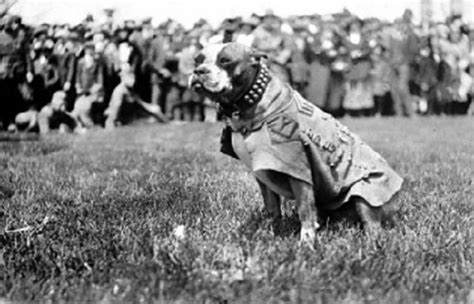 Heroic Dogs (American Hero Dogs) | All Things Dogs