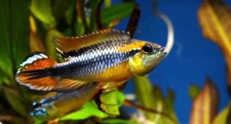 Apistogramma agazzi - Agassiz's dwarf cichlid | Dwarf Cichlids