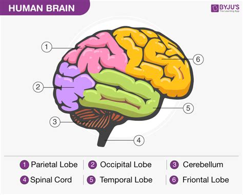 Picture of the brain - americanalernas