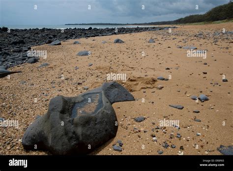 On Mon Repos Beach Stock Photo - Alamy