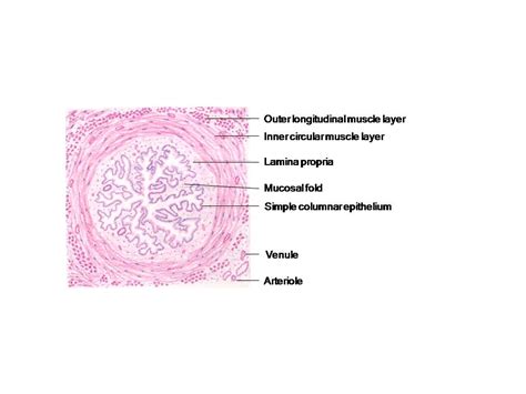 HISTOLOGY DIAGRAMS: Special histology- specific points