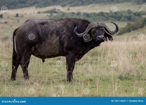 Cape Buffalo, Kenya, Africa Stock Image - Image of africa, looking ...