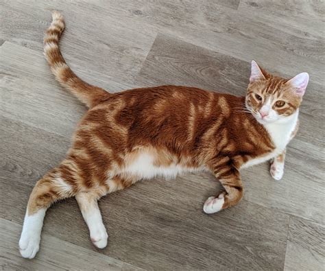 File:Cat, Standard Orange Tabby.jpg - Wikimedia Commons