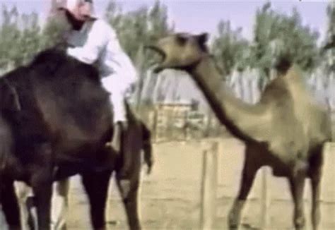 Funny Camel GIFs | Tenor