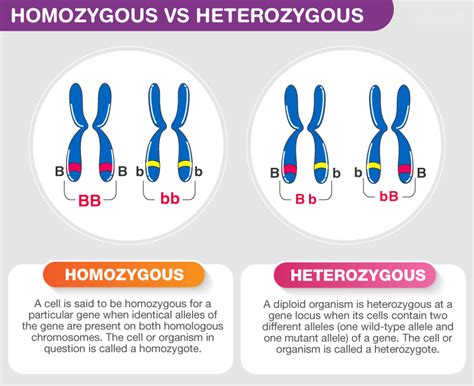 Difference Between Homozygous and Heterozygous - Testbook.com