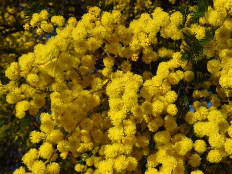 Acacia decurrens Dan Clarke 14934794446_f08d0c72f2_o | Australian Plants Society