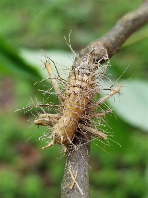 Cordyceps fungus reprogrammed this insect's brain to climb up high on a limb so the fungus could ...